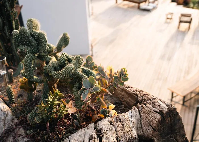 Apartahotel Kikonia Art &