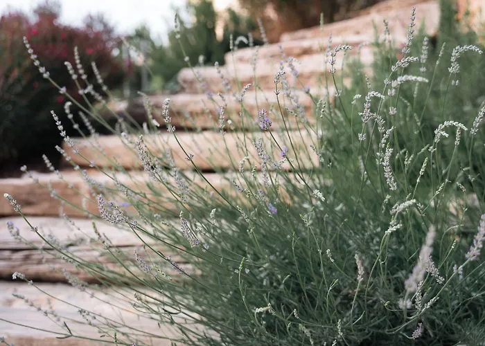 Kikonia Art & Apartahotel *