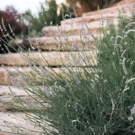 Kikonia Art & Aparthotel *